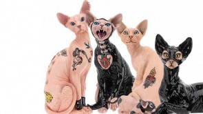 tatuare gatti e pet